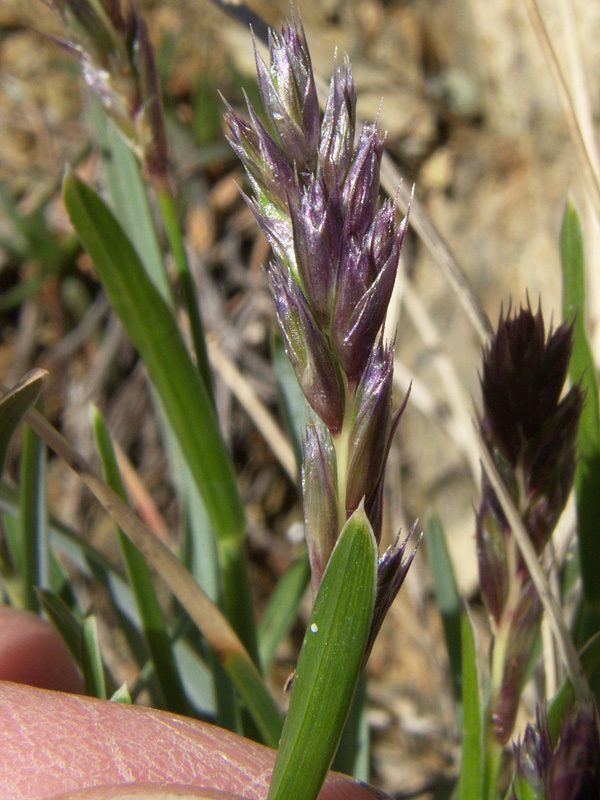 Sesleria pichiana - Sesleria di Pichi Sermolli